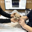 캣츠앤독스 강아지분양 고양이분양 수원점 이미지