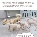 러빙펫