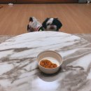 멍멍식탁 이미지