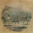 고바우 - 태안군 | 고바우