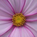 드리밍하우스 이미지