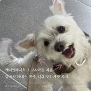 케니언헤지호그 강아지목줄 브랜드 강아지 하네스 S 사이즈 사용후기