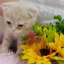 응답하라 몽몽이 이미지