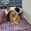 우진펫 이미지