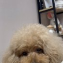 용인대SM복싱클럽 장기점 이미지