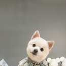 펫아뜰리에