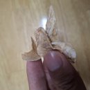 토란 | 풍심당 연근칩&토란칩 후기, 첨가제와 방부제걱정없는 건강한 간식이 여기 있어요