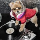 도기 Doggie 이미지