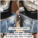 에스티에이 피티(STA PT)