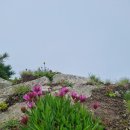 1. 7월여행(버킷리스트 *스위스여행* ) 초록초록&들꽃 이미지