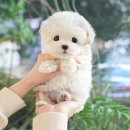 하나로(주)서천지점 | 서천강아지무료분양 누구나 궁금할 정보