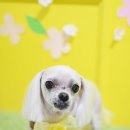 루시펫살롱 이미지