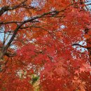 11월23일(일)안양천 단풍터널길 따라걷기 이미지