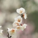 수리사 - 1091 | 수리사