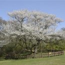 제주 봉개동 왕벚나무 자생지 이미지