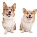 강남종합동물병원 이미지