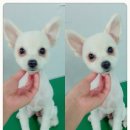 샤워하는 강아지 이미지