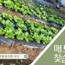 매수농장 이미지