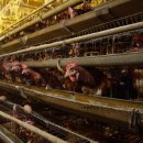 내장농장 이미지