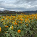 신안자동차공업사 | 광양 서천변 코스모스 해바라기보러 광양가요