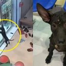 달링동물병원 이미지