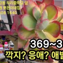 약해?도 없고 효과도 좋고~ 369~369~ 살충의 예방적 방제 기준 ㅡ 모든 다육 포함 이미지