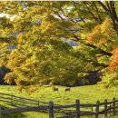 무수목장 이미지