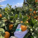 용이네 농장 이미지