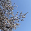 𝟮𝟬𝟮𝟯 양재천 벚꽃구경 (1) | 양떡, 하품카페앤플라워, 양재천 따릉이
