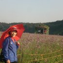 코스모스장 이미지