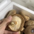 무공해 햇 생 표고버섯 700g 솔직 후기!