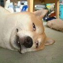 웃으면복이와요 이미지