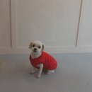 #the예쁘개 이미지