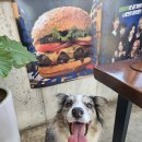 대지목장 | [강릉애견동반] 대형견 동반 강릉 당일치기 여행 (강릉애견동반식당/대관령하늘목장)