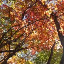 무주 덕상산 머루와인 창고찍고 금산 인삼축제 이미지