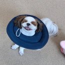 취향저견 이미지