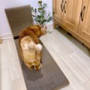 모던펫코리아 이미지