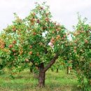 좋은나무 이미지