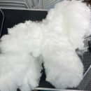 댕댕미용 이미지