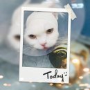 이개내고양이 | 고양이 이개혈종 수술 후기,귀 부음, 만두 귀[용인 동물병원]P&amp;P