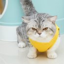 다정한고양이