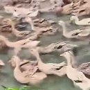 억주농장 네이버블로그