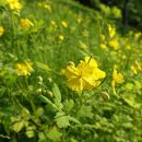 애기똥풀 이미지