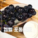 포동박스 | 달고 맛있는 씨 없는 켐벨 신품종 충랑 포도 흥부골포동포도 후기