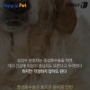 멍멍이집 이미지