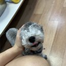 찹찹 펫푸드 이미지