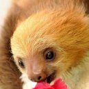 나무늘보 이미지