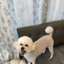 마론애견 이미지