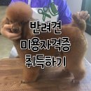 국비 애견미용 ⭐️ 자격증 취득기 3