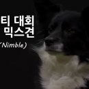 어질리티 대회 박살낸 믹스견 님블 이미지